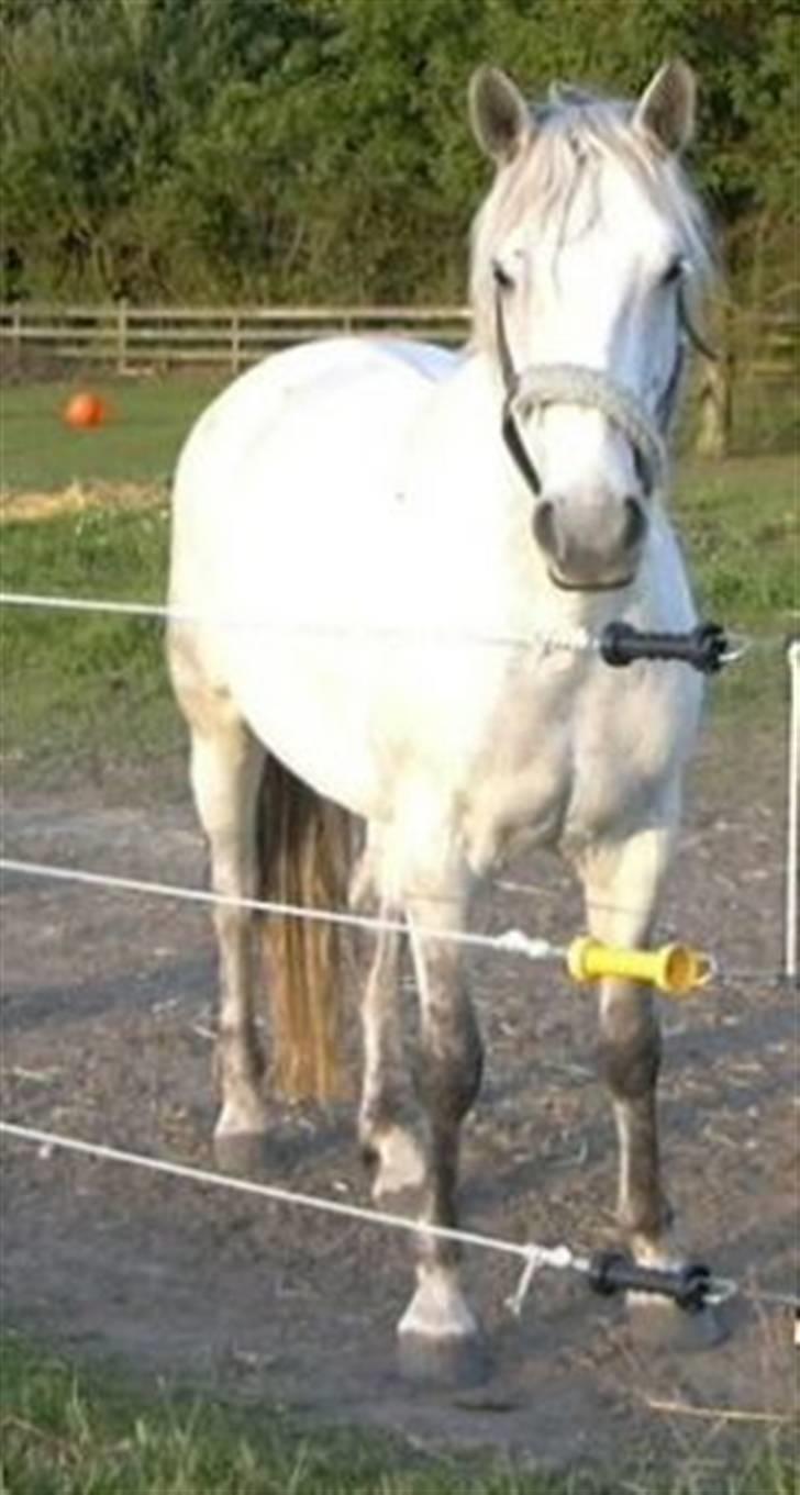 Anden særlig race Lady <3 - Meget gammelt billede fra før jeg fik hende :) billede 11