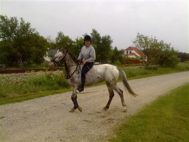 Knabstrupper Valerias Leonora billede 19