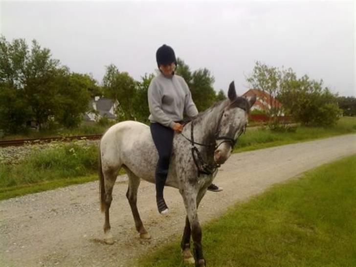 Knabstrupper Valerias Leonora billede 20