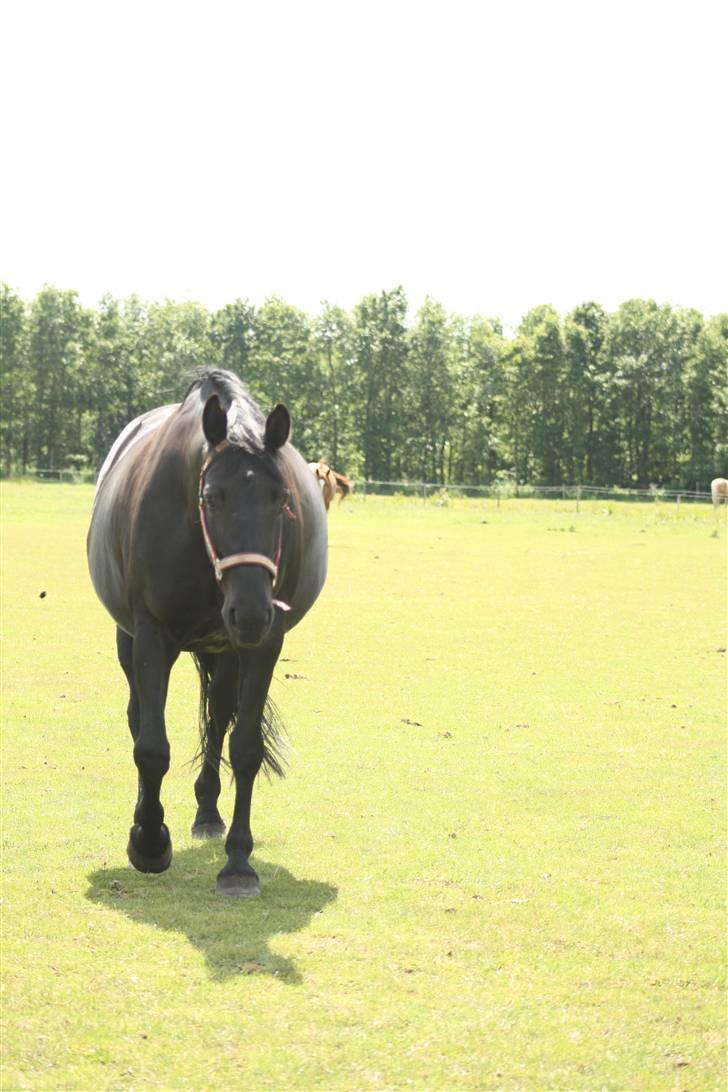 Oldenborg Mahal (gamel part)  - Fotograf: Louise T. Pilgaard billede 4