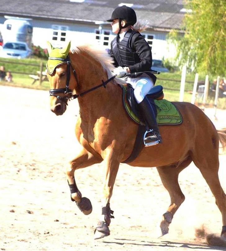 Palomino Golden justy SOLGT - billede taget af Kathrine Bruun billede 18