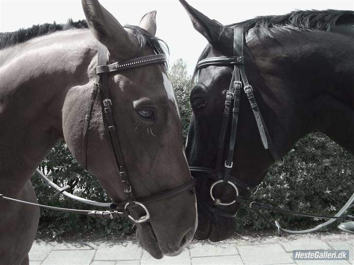 Oldenborg Mahal (gamel part)  - Fotograf: Sanni Svendsen billede 17