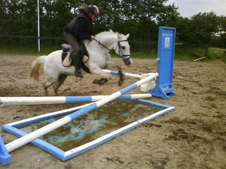 Welsh Pony (sec B) | windy  - ikke det bedste billede, men hun springer da over.. (: Af Malene Bach.. billede 17