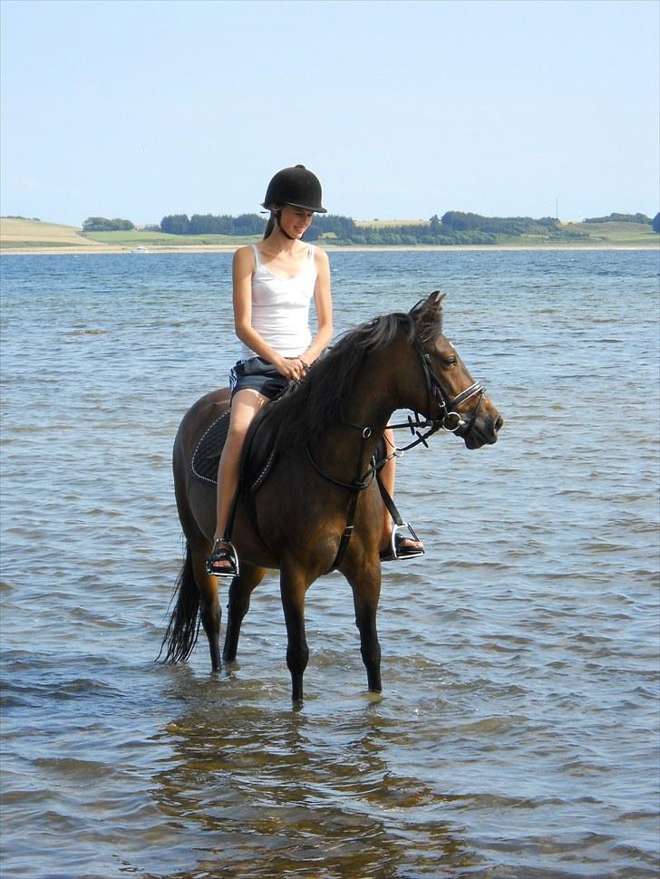 New Forest | Lærke - 7. Da vi var ude at bade første gang ;D Det tog dog noget tid, bare at få hende til at nærme sig, men da først hun var i, var hun en lille vandhund ;D <3 billede 7