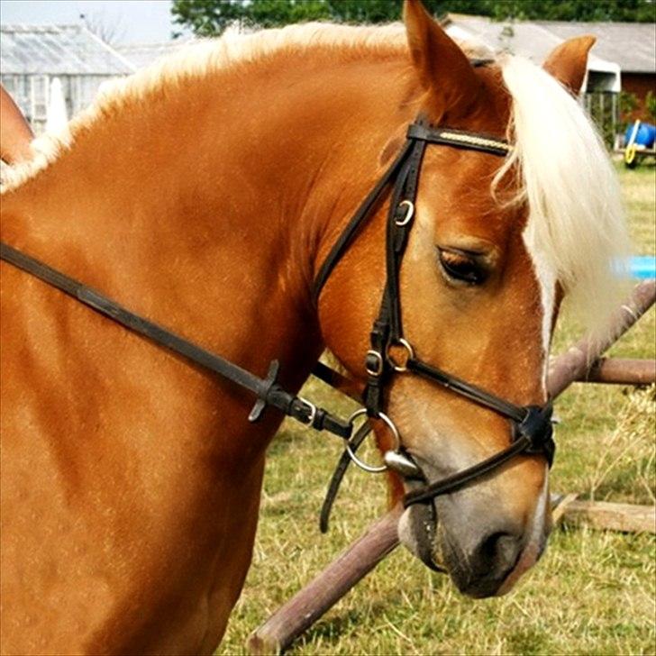 Haflinger Charlie billede 1