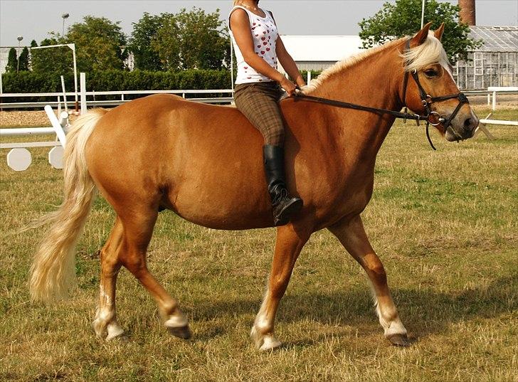 Haflinger Charlie billede 2