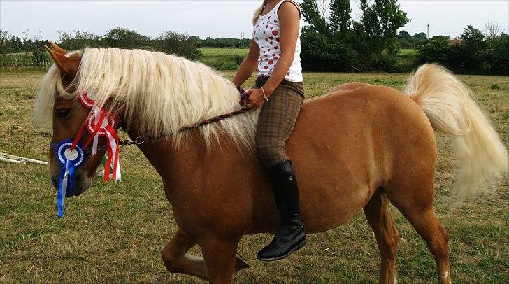 Haflinger Charlie billede 3