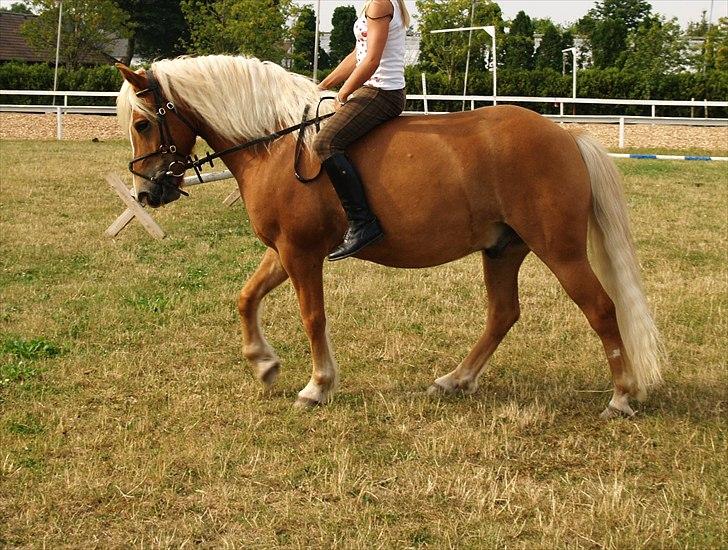 Haflinger Charlie billede 4