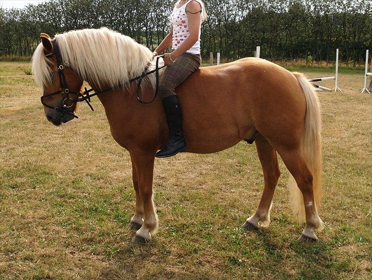 Haflinger Charlie billede 5
