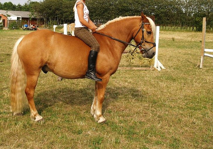 Haflinger Charlie billede 6