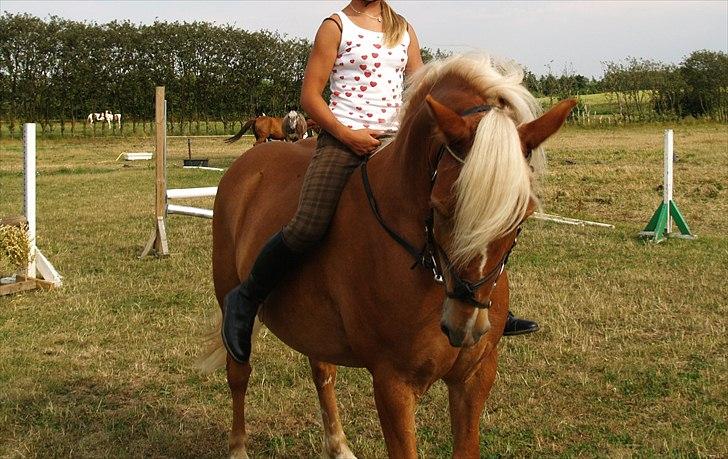 Haflinger Charlie billede 7