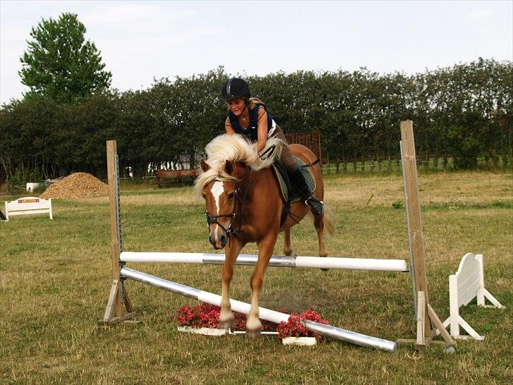 Haflinger Charlie billede 8
