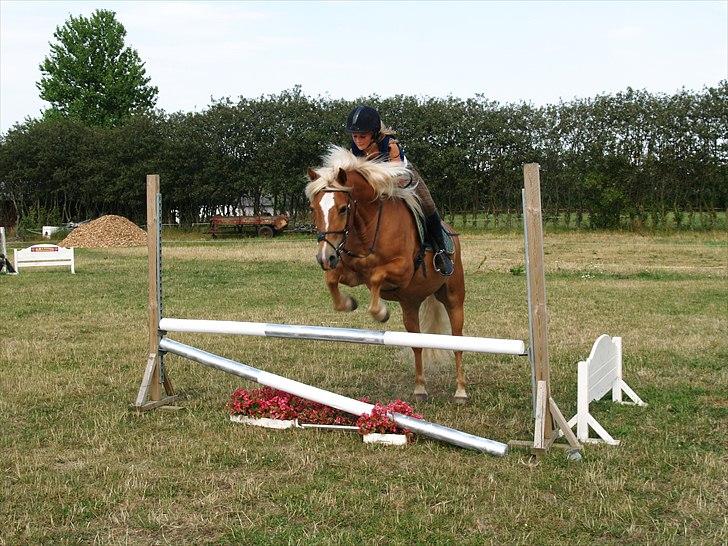 Haflinger Charlie billede 9