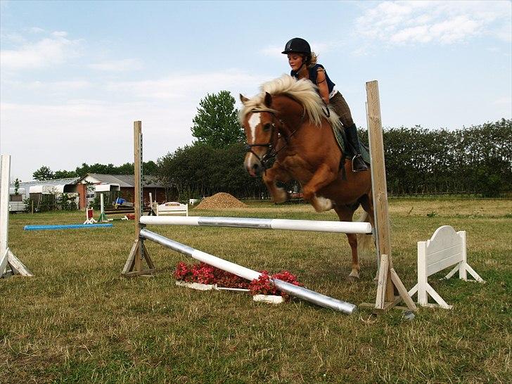 Haflinger Charlie billede 10