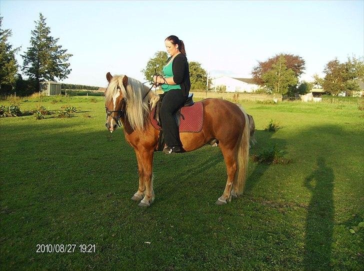 Haflinger Charlie billede 11