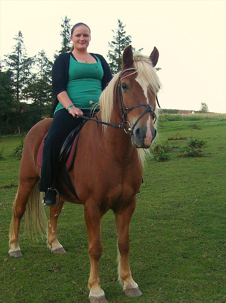 Haflinger Charlie billede 12