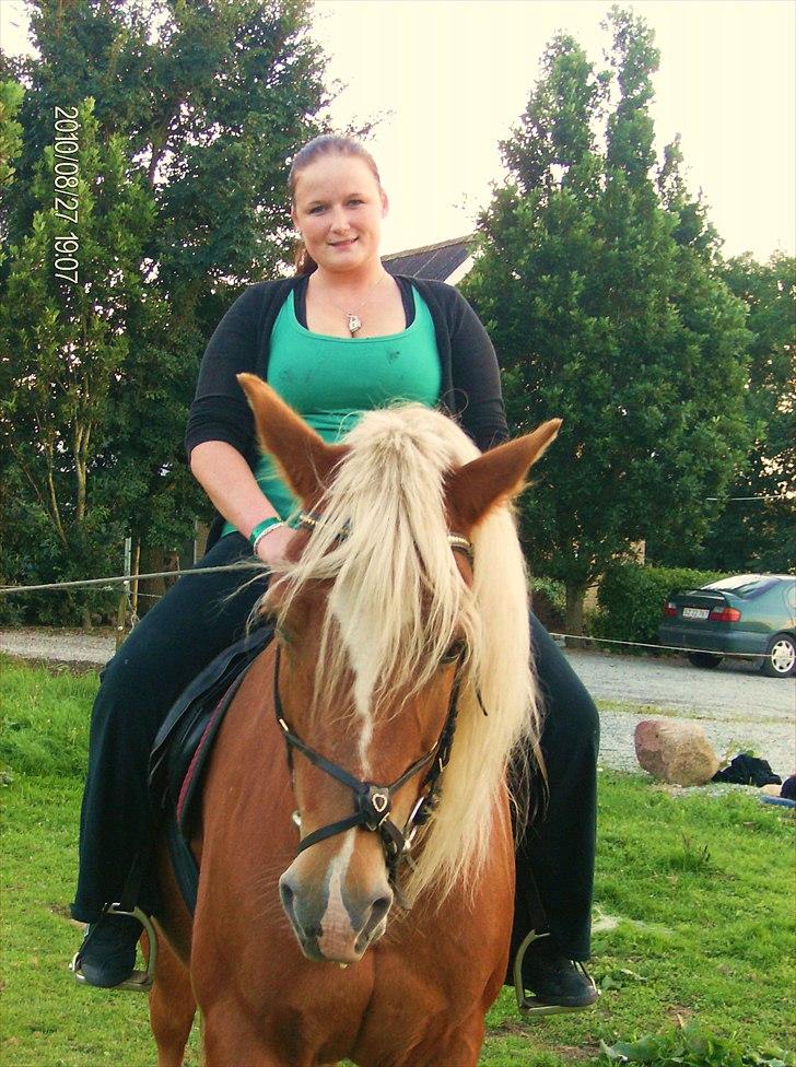 Haflinger Charlie billede 13