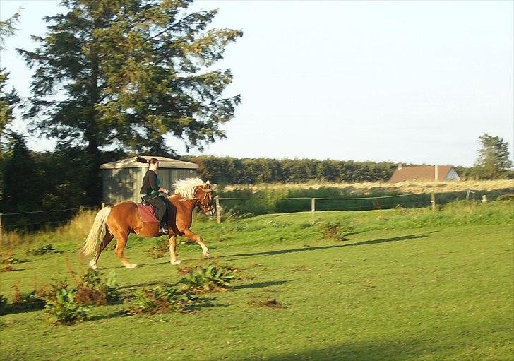 Haflinger Charlie billede 14