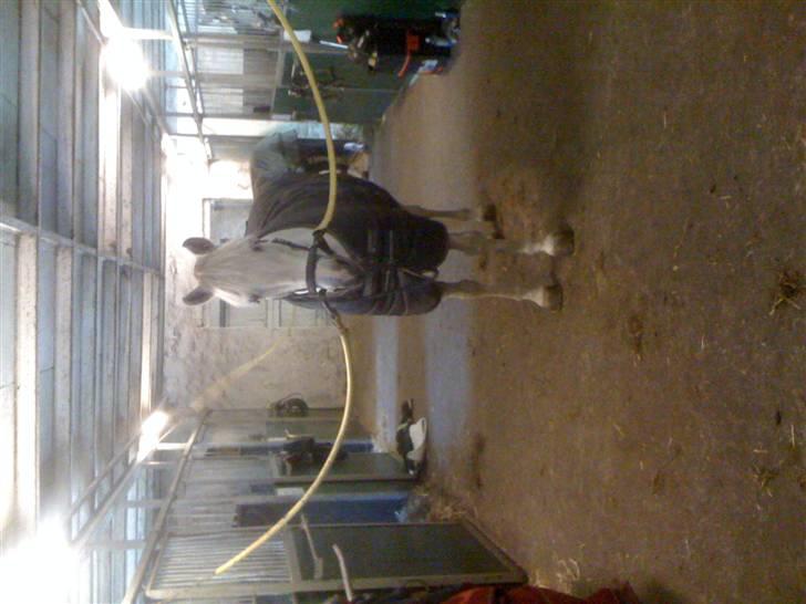 Connemara Wilhelmina Z*STJERNEPONY* - Hvide på staldgangen på DAR billede 6