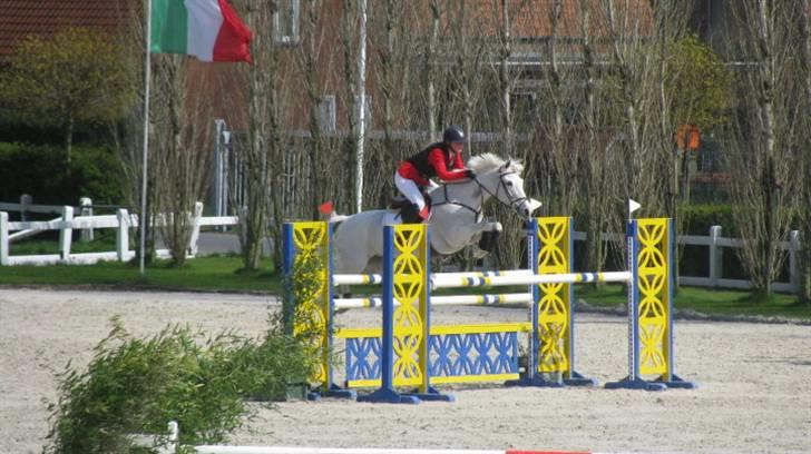 Connemara Wilhelmina Z*STJERNEPONY* - I trekombinationen i Moorsele. 125cm billede 7