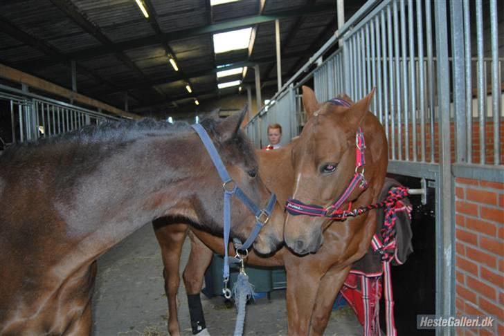 DSP Bæklunds Remus - solgt - Remus elsker alle?! ..men det er ikke lige alle der elsker ham? haha :D billede 4