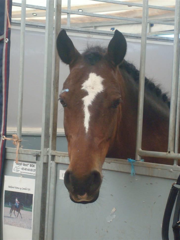 DSP Bæklunds Remus - solgt - remus til stævne, han er så fin. :D billede 5