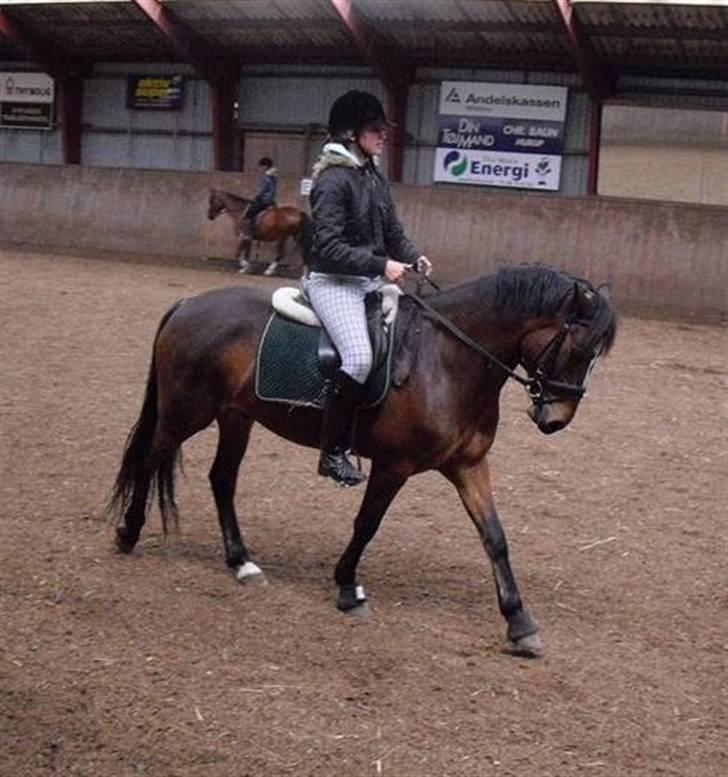 DSP Bæklunds Remus - solgt - schinkelvining. (staves) billede 6