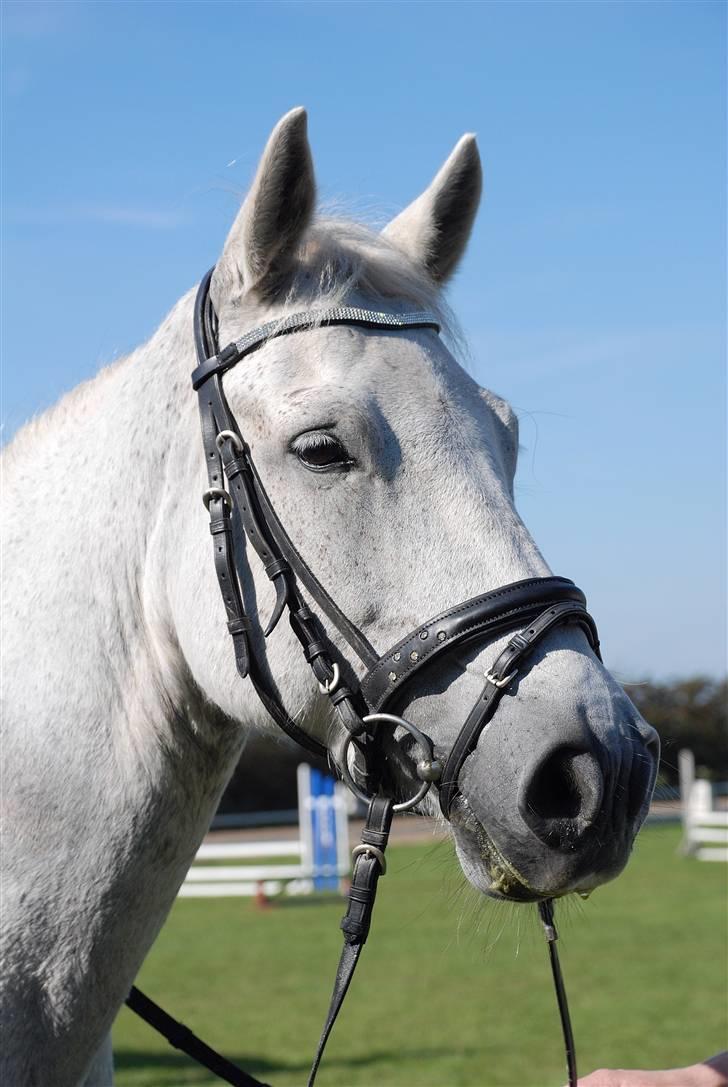 Connemara Hesselholts Casano B-pony - Velkommen til Casanos profil, smid en bedømmelse når du alligevel er her (: foto: meretes mor, helle. billede 4