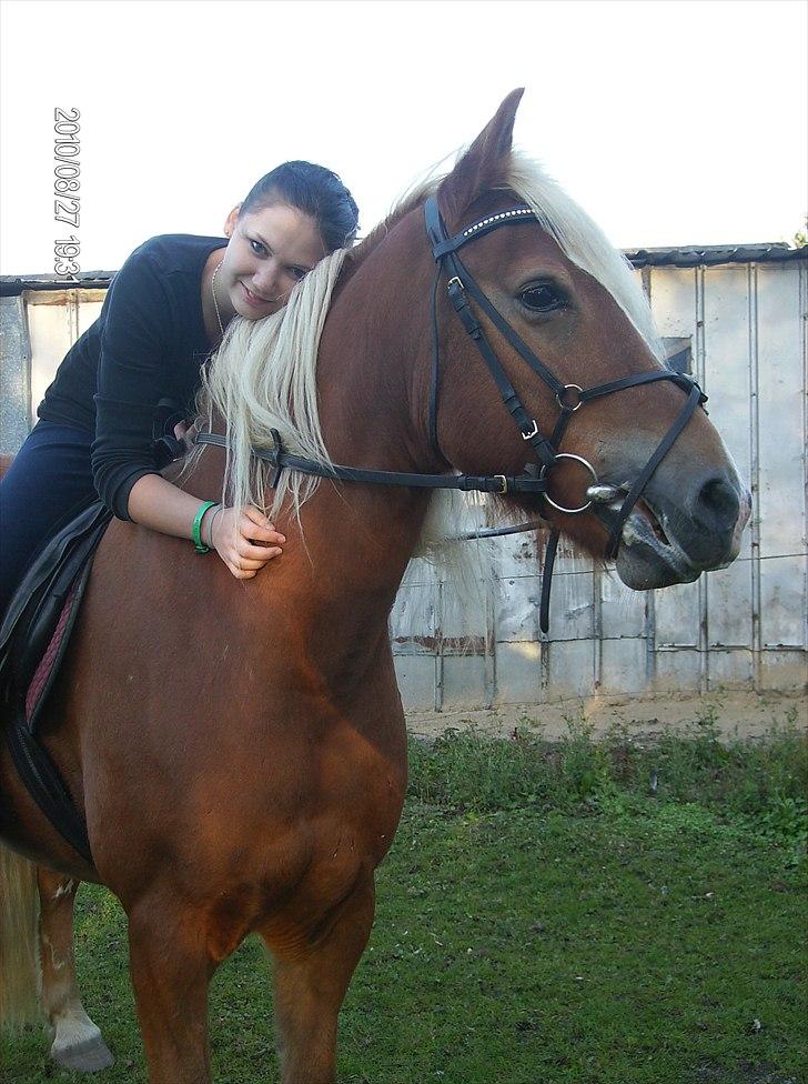 Haflinger Charlie billede 15