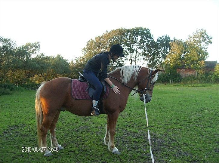 Haflinger Charlie billede 16