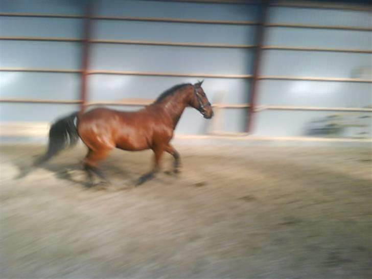 Traver Alex - Igen i galop, skulle igen krutte af.. billede 3