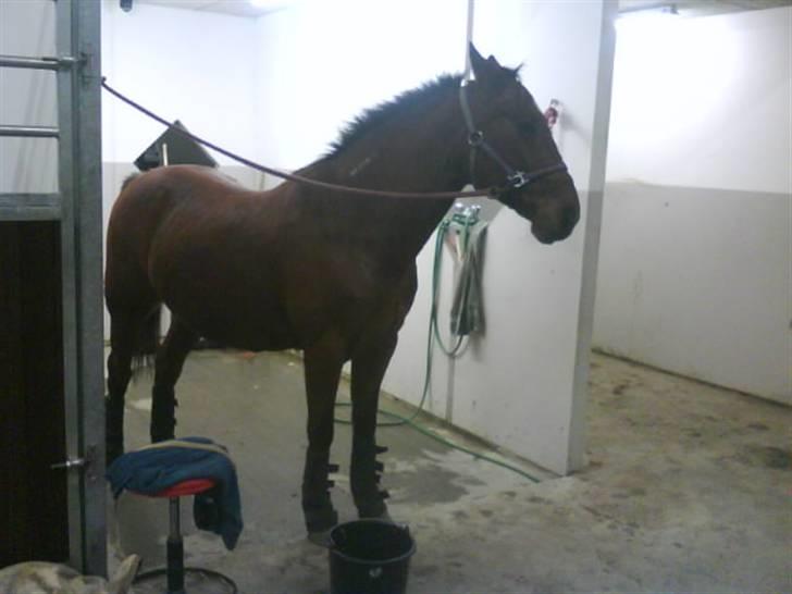 Traver Alex - Han var mega negativ, vi havde nemlig lige øvet trailer. billede 5