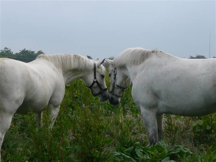 Connemara Hesselholts Casano B-pony - Casano og hans bedste ven, Pegasus :D casano til højre. billede 5