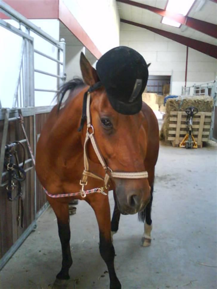 Traver Alex - Nu han parat til at ride en tur:) billede 7