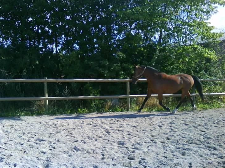 Traver Alex - Han skulle lige krutte lidt af:) billede 8