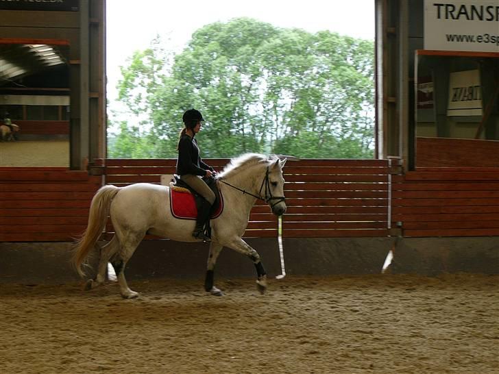 Connemara Hesselholts Casano B-pony - Juni 2009 - første gang jeg rider ham hjemme :) billede 9