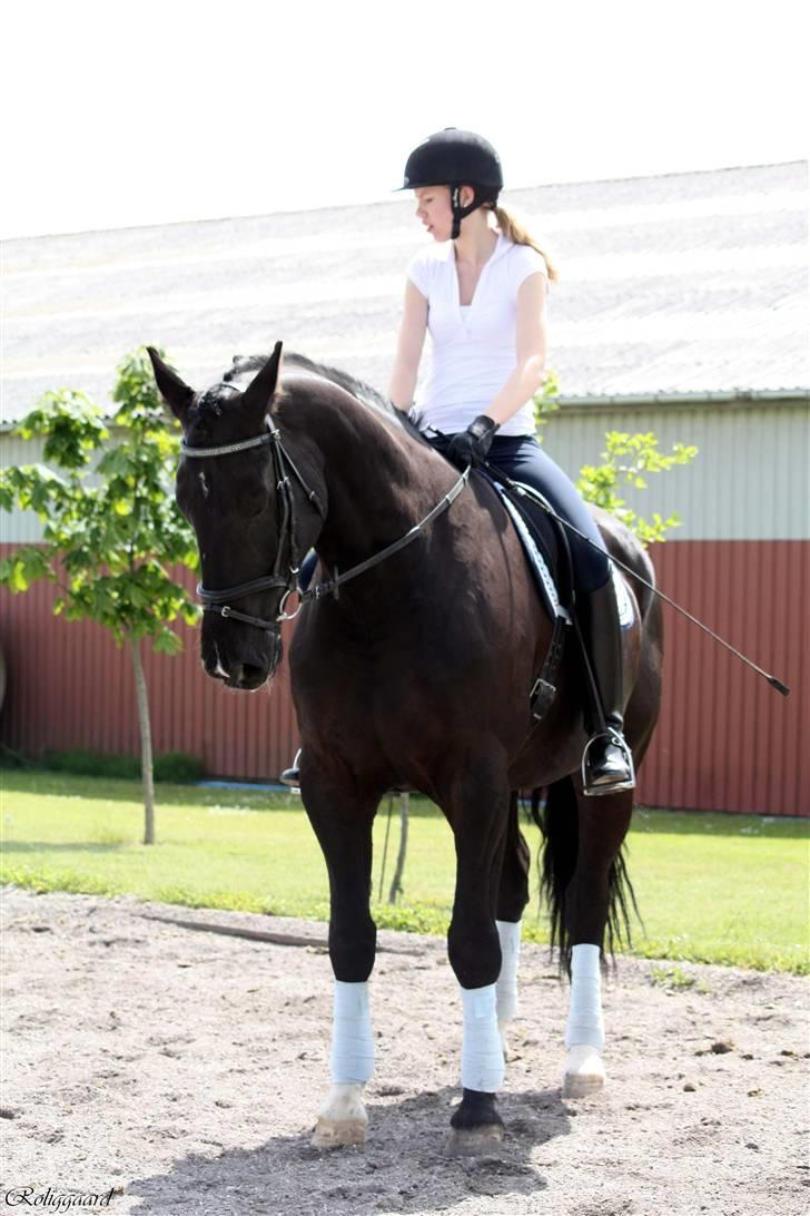 Anden særlig race Amigo R.I.P <3 - Juni 09 - taget af SR billede 17