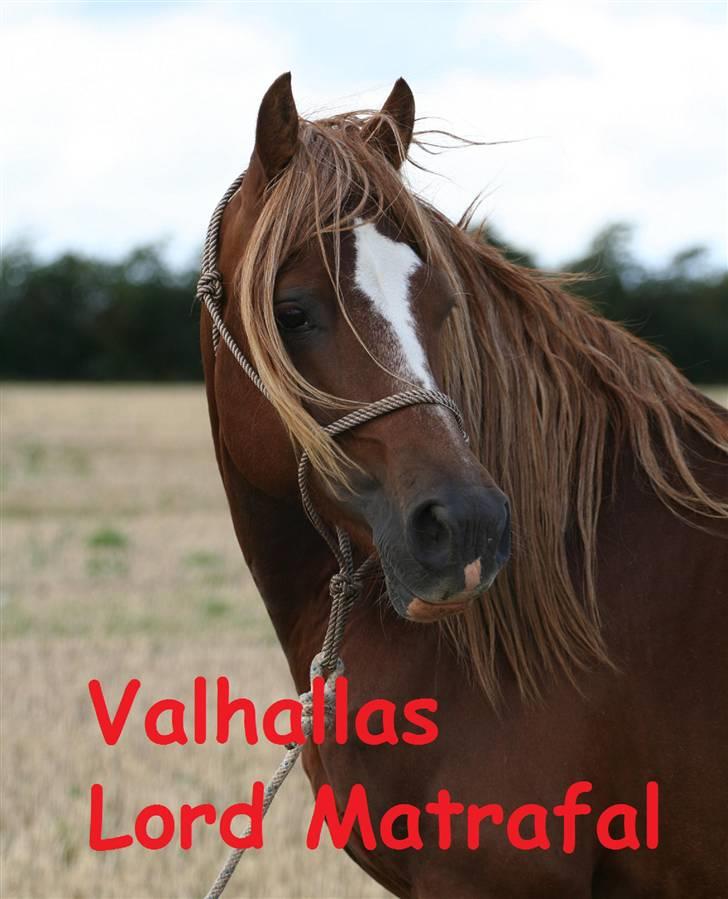 Welsh Cob (sec D) Valhallas Lord Matrafal billede 1