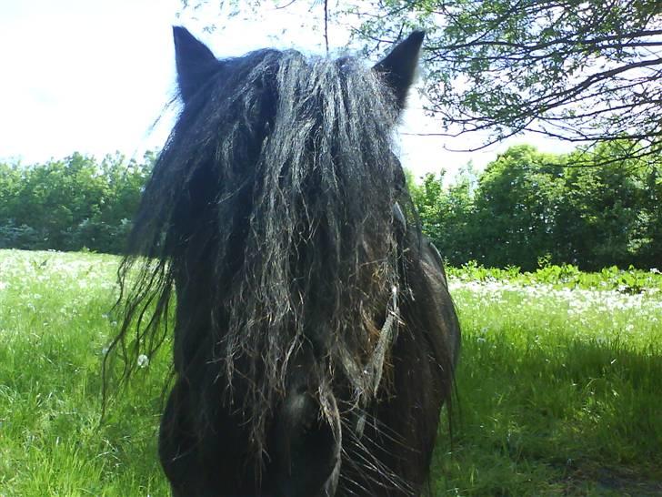 Shetlænder Robin - SOLGT! billede 1