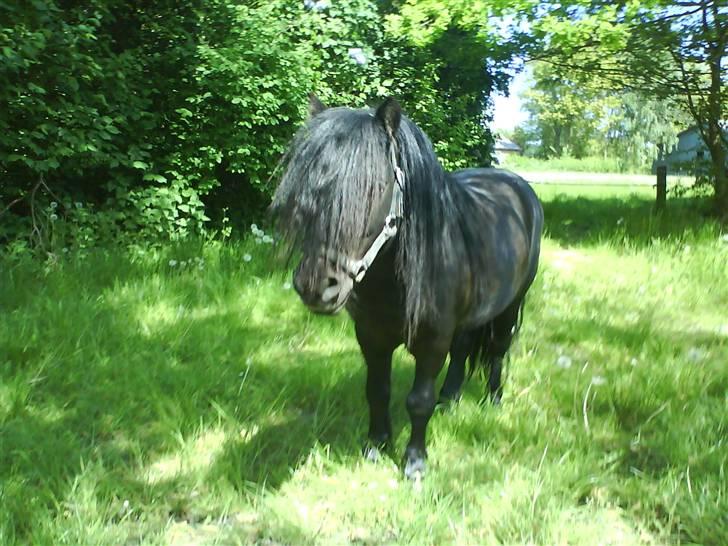 Shetlænder Robin - SOLGT! billede 2