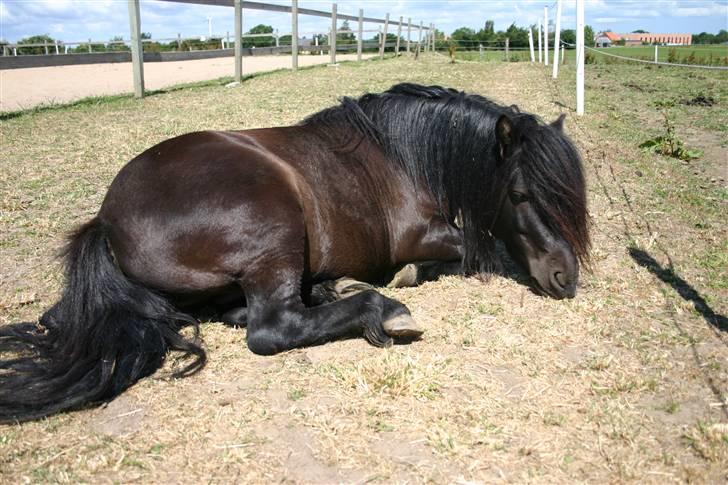 Shetlænder Robin - SOLGT! billede 3