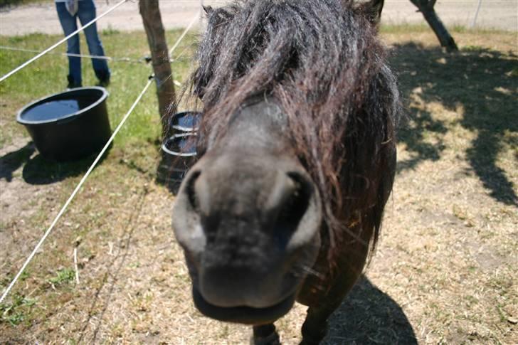 Shetlænder Robin - SOLGT! billede 4