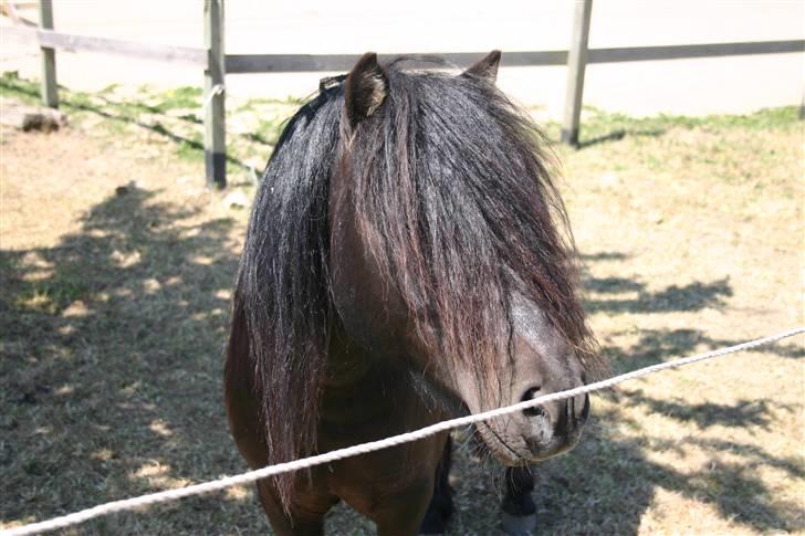 Shetlænder Robin - SOLGT! billede 5