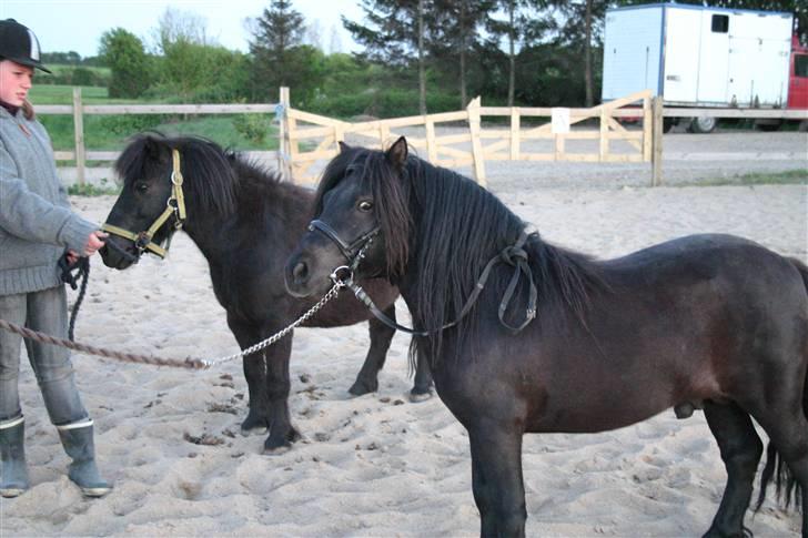 Shetlænder Robin - SOLGT! billede 7