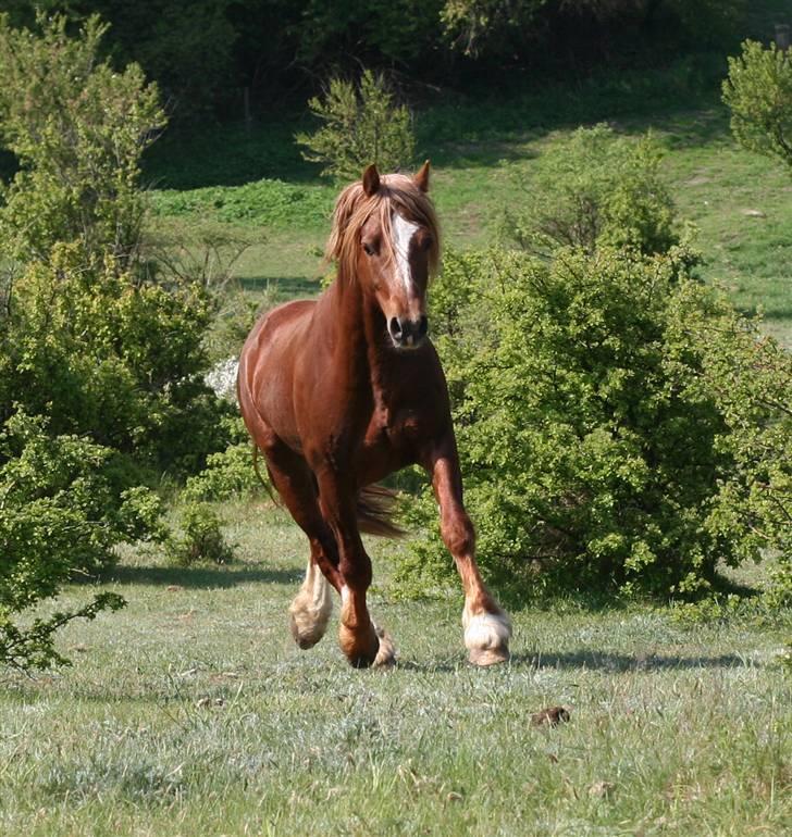 Welsh Cob (sec D) Valhallas Lord Matrafal billede 15