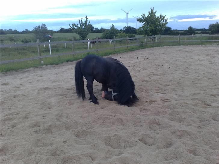Shetlænder Robin - SOLGT! billede 8