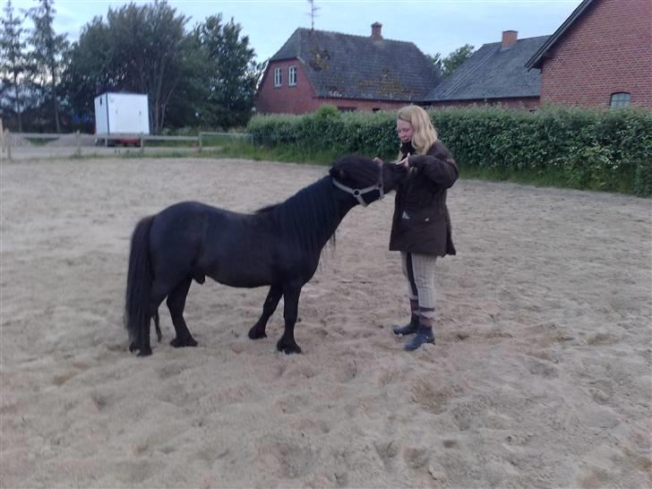 Shetlænder Robin - SOLGT! billede 9