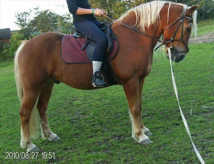 Haflinger Charlie billede 17