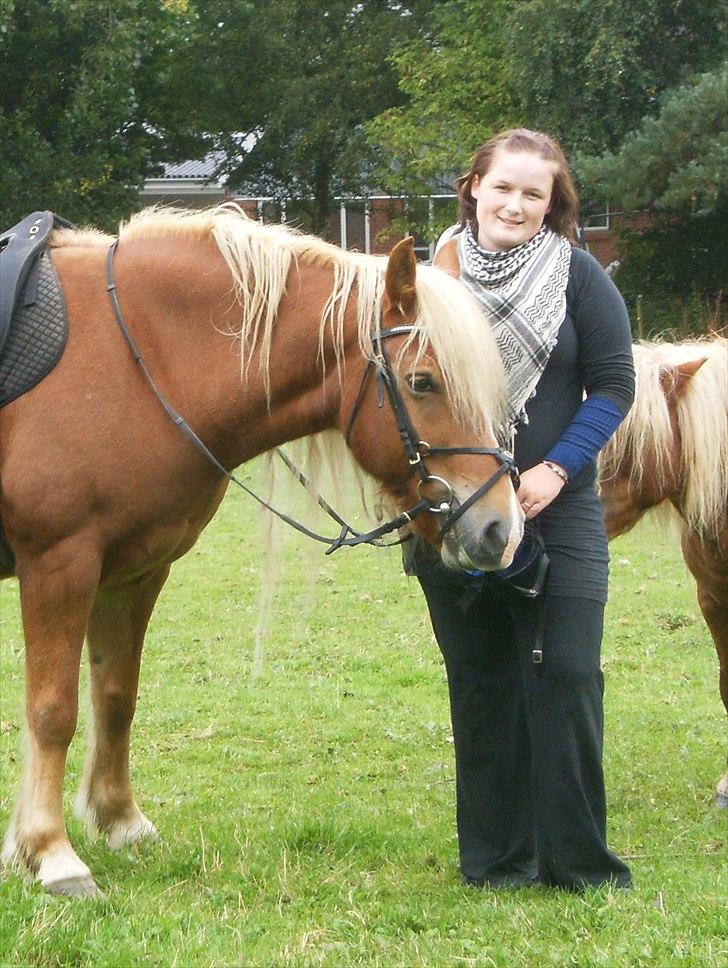 Haflinger Charlie billede 18