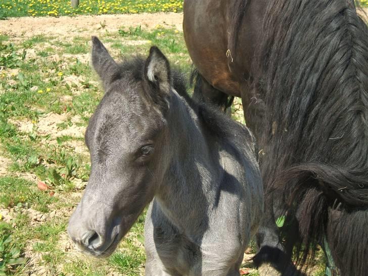 Nordsvensk Skovhest Tobak (RIP 15.juni 09) - Tobak som lille billede 15